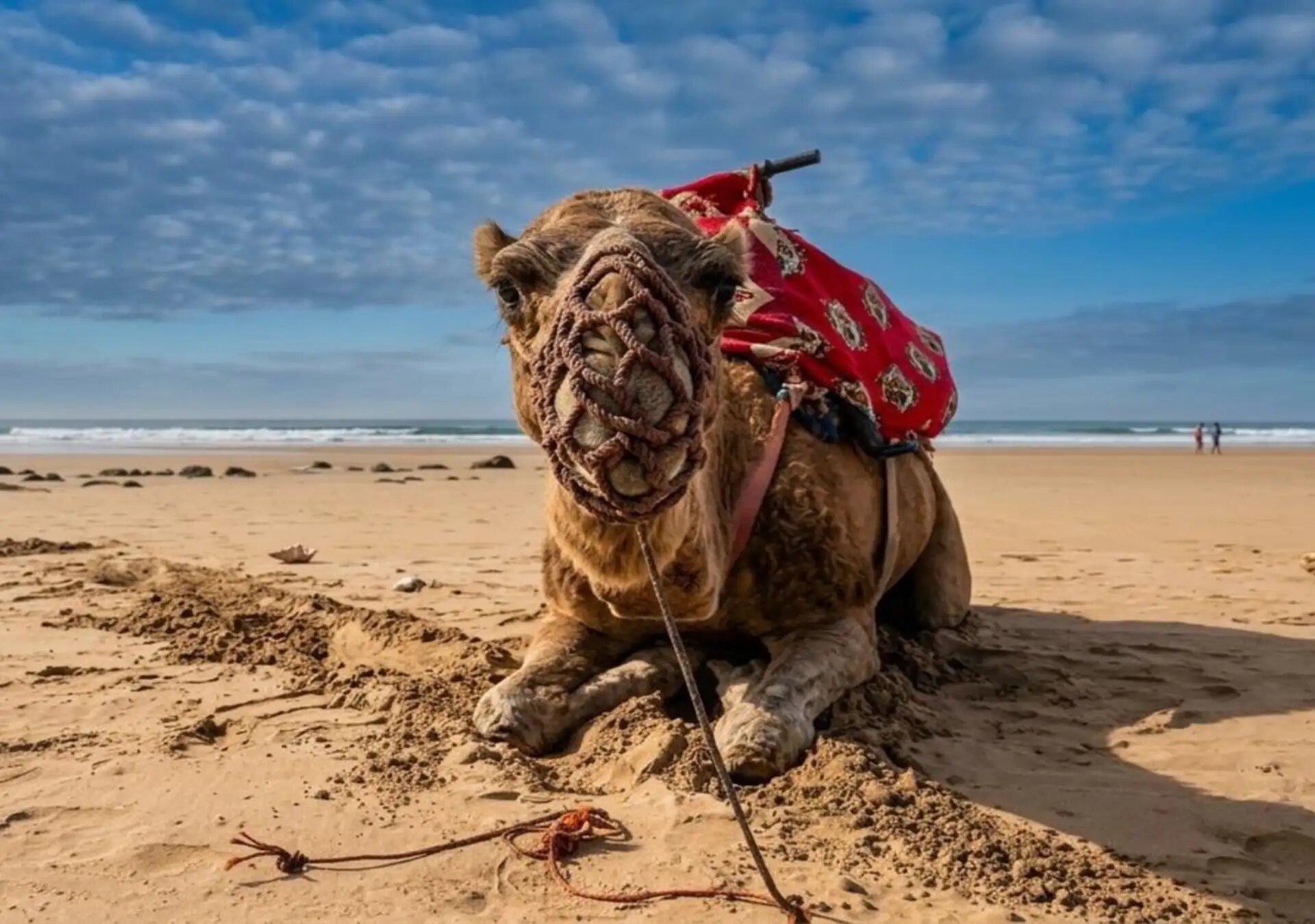 Camel resting on the sand of an Atlantic beach near Agadir