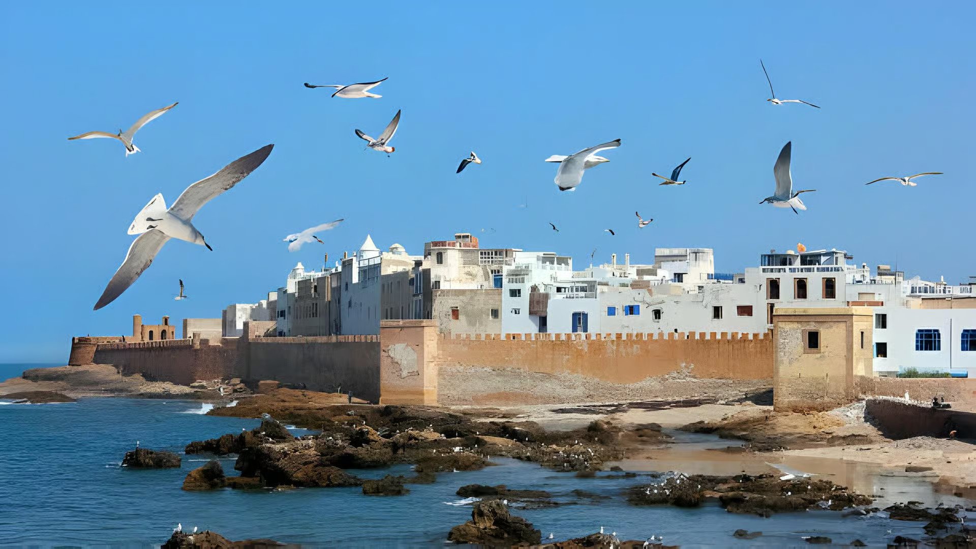 Seagulls flying over the white medina and ocean ramparts of Essaouira