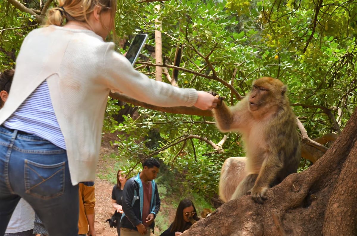 Visitor greeting a friendly Barbary macaque on the forest trail