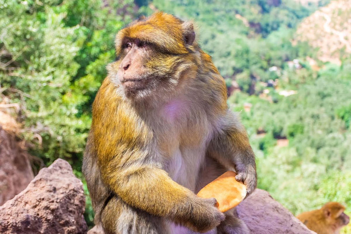 Barbary macaque holding a piece of bread above the Ouzoud valley