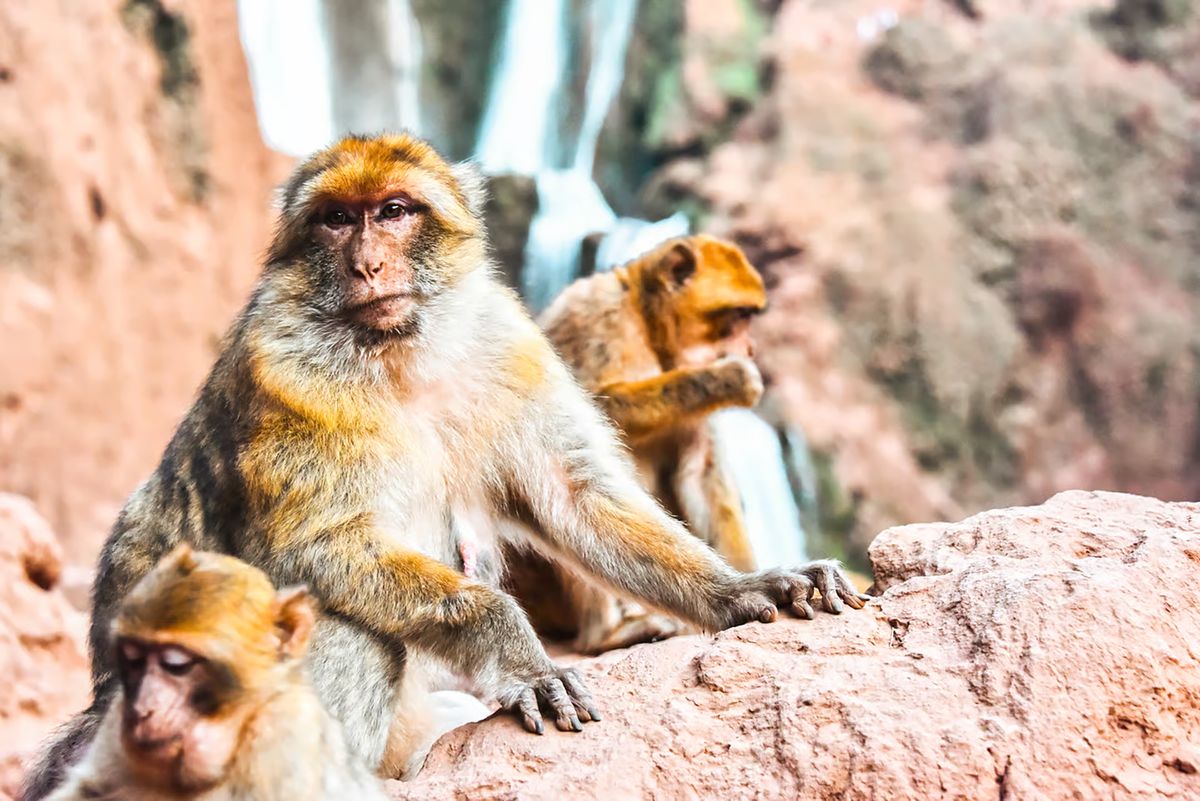 Family of Barbary macaques on a rock with the waterfalls behind them